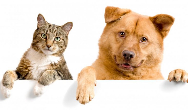 The importance of vitamins and amino acids for cats and dogs